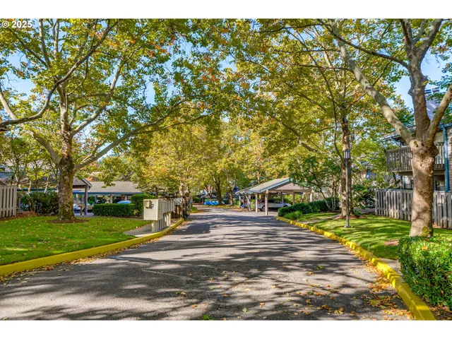 a park view with large trees