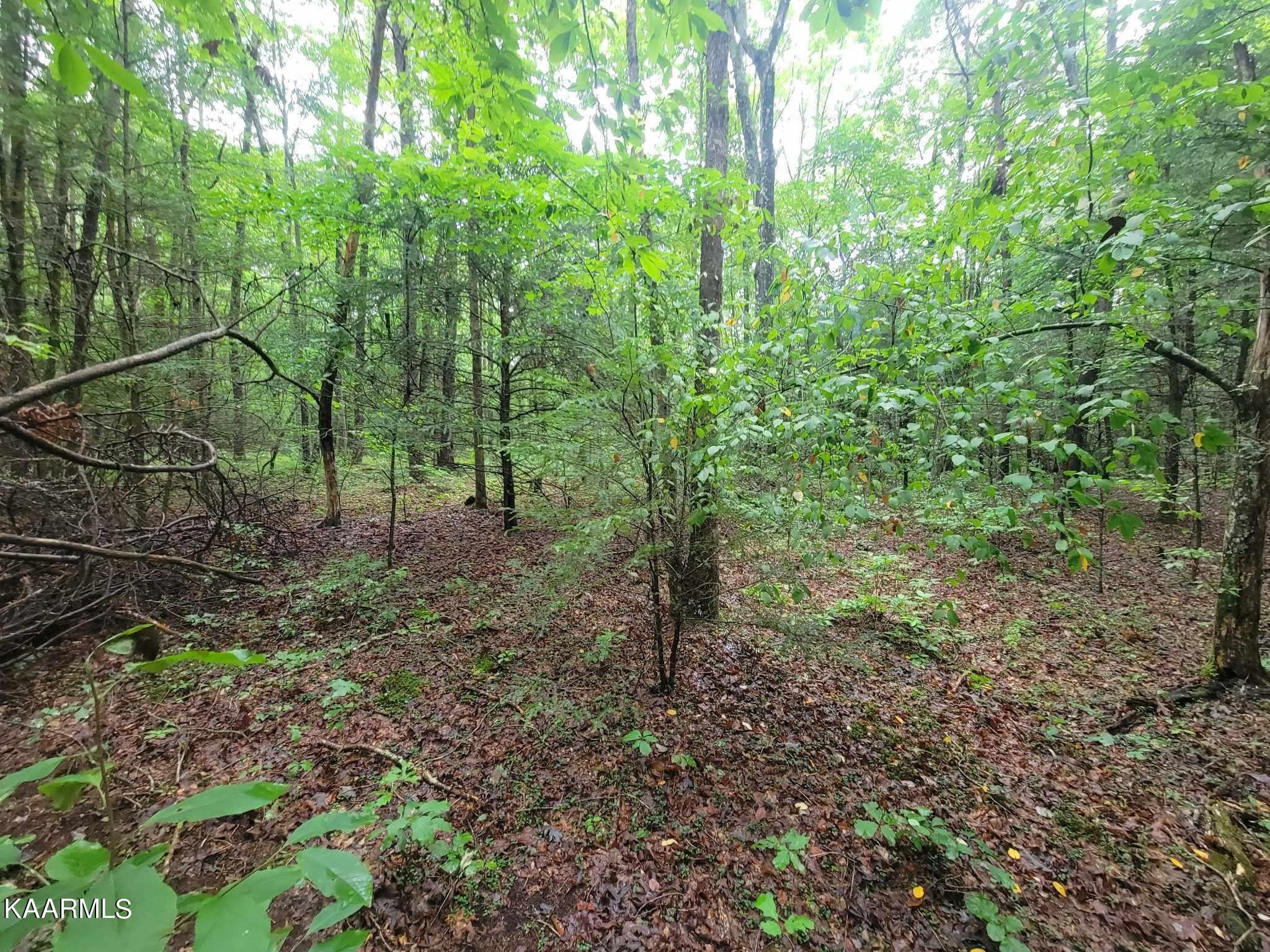 0 40 Model Farm Road Jamestown, TN 38556 - Photo 41 of 59
