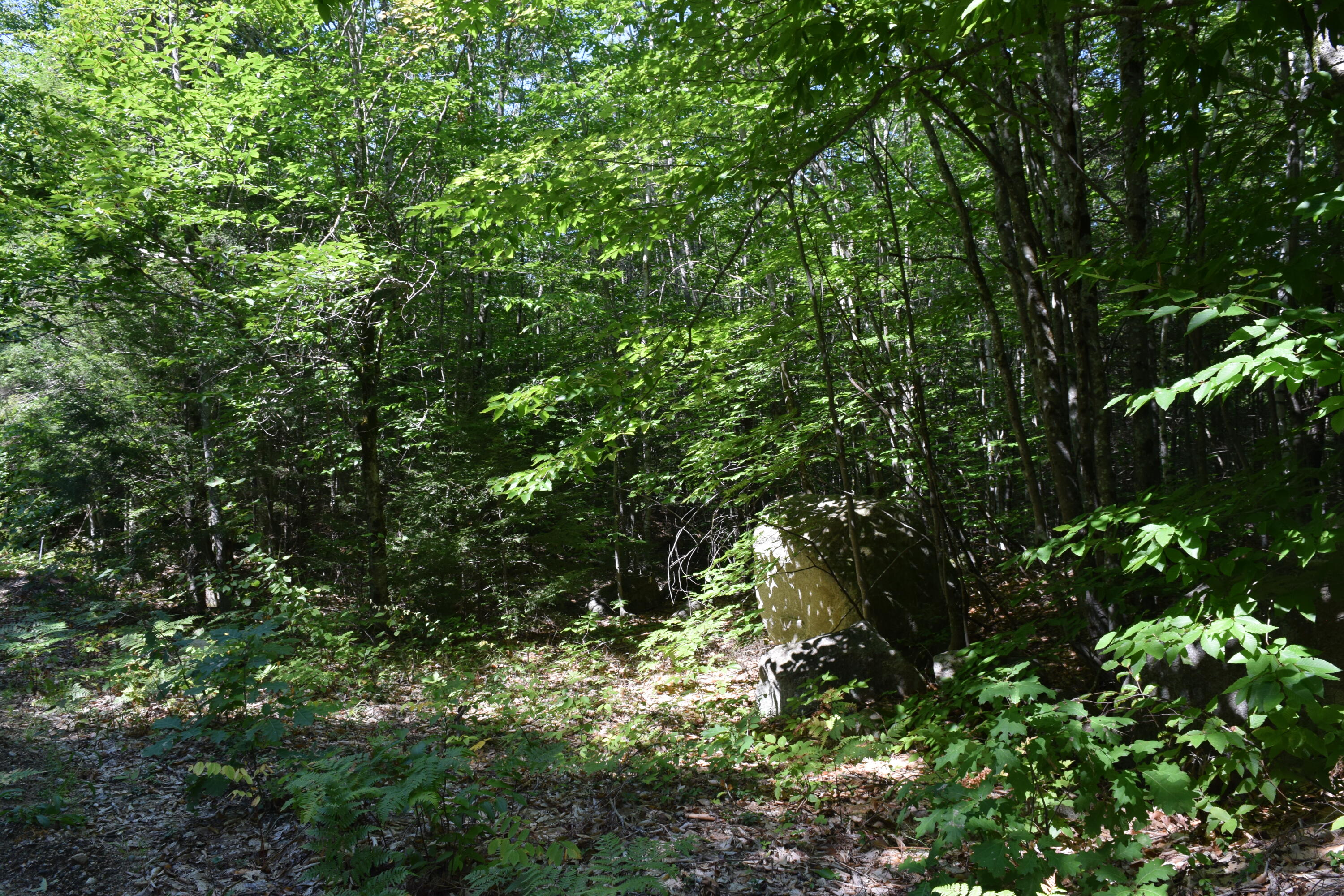 Map3-lot8d Hall Road Sebago, ME 04029 - Photo 6 of 12 DSC_0007