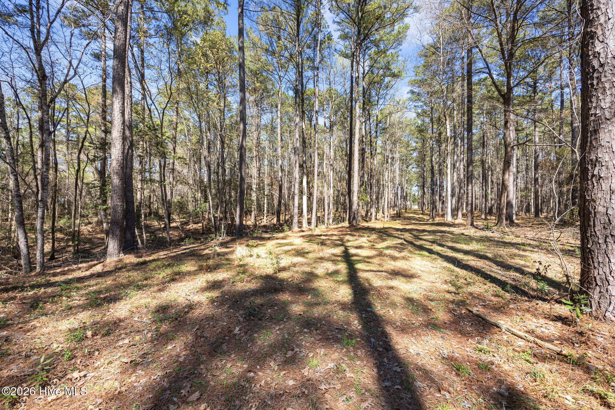 5109 Kershaw Road Arapahoe, NC 28510 - Photo 3 of 16 3-web-or-mls-0C0A6057