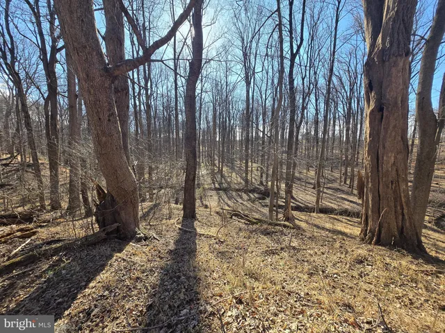 a view of a backyard with large trees