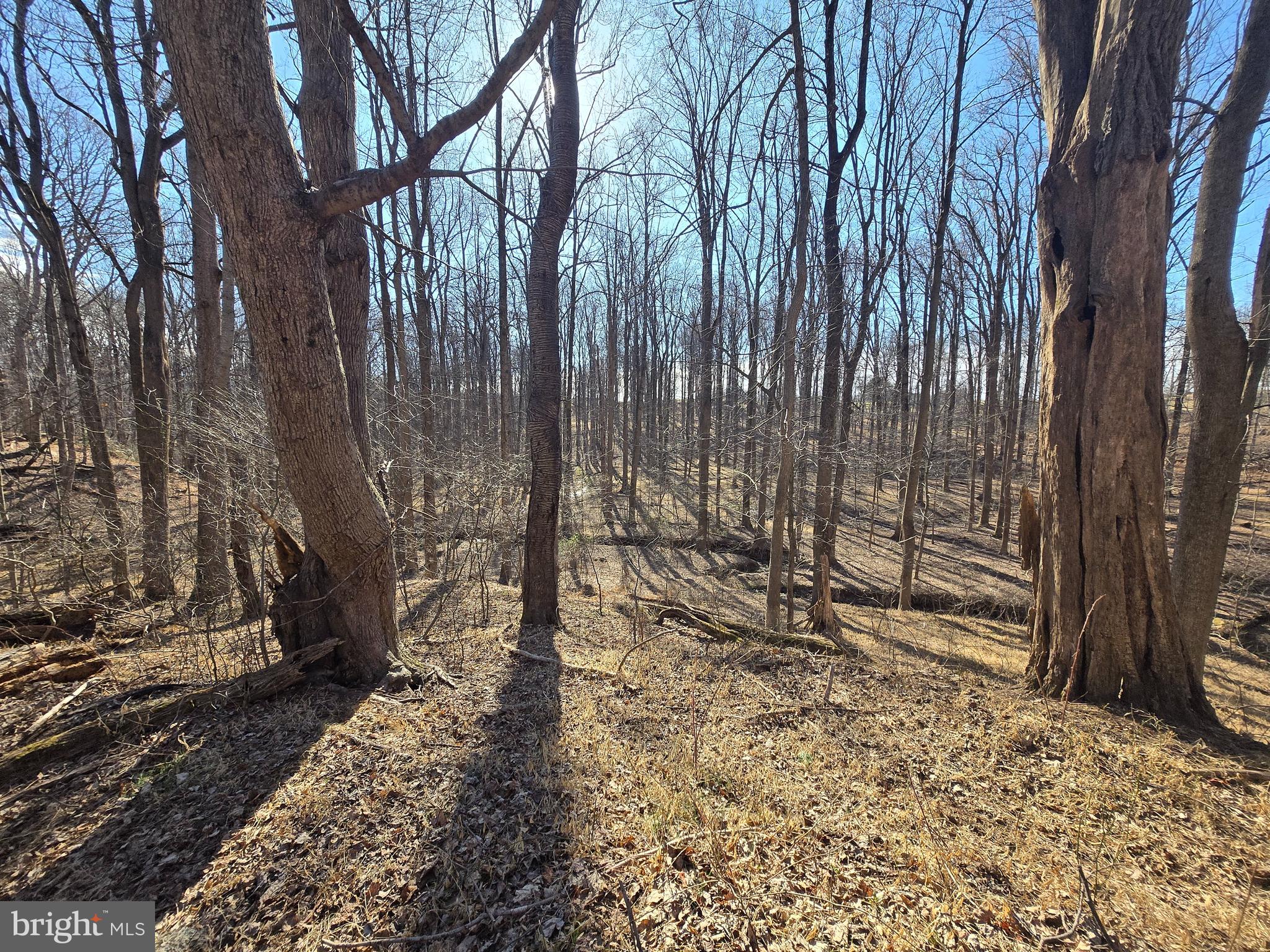 1156 Day Road Sykesville, MD 21784 - Photo 12 of 24 a view of a yard with large trees