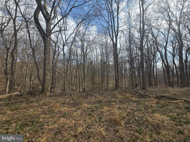 a view of outdoor space and tree