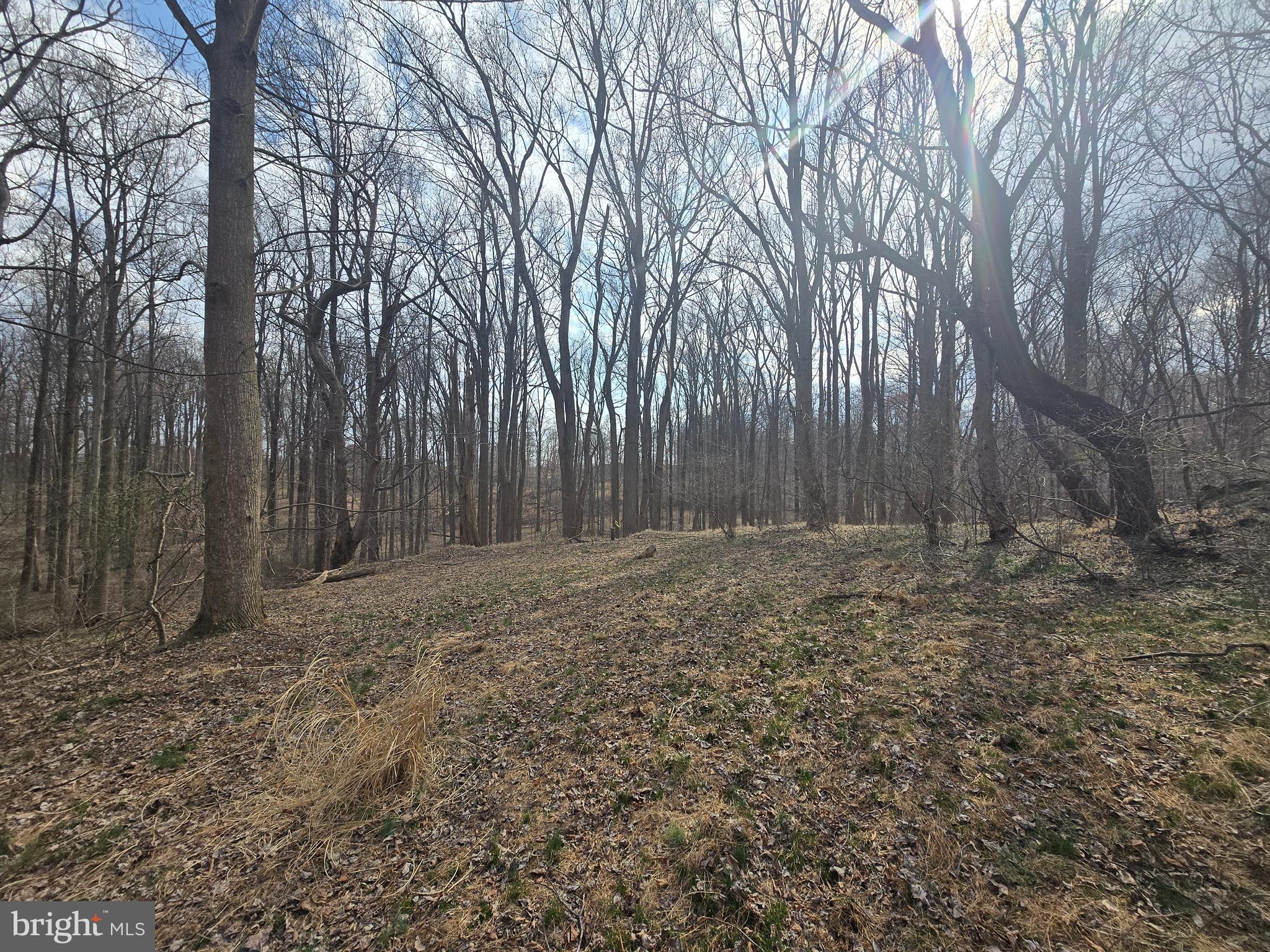 1156 Day Road Sykesville, MD 21784 - Photo 17 of 24 a view of backyard with large trees