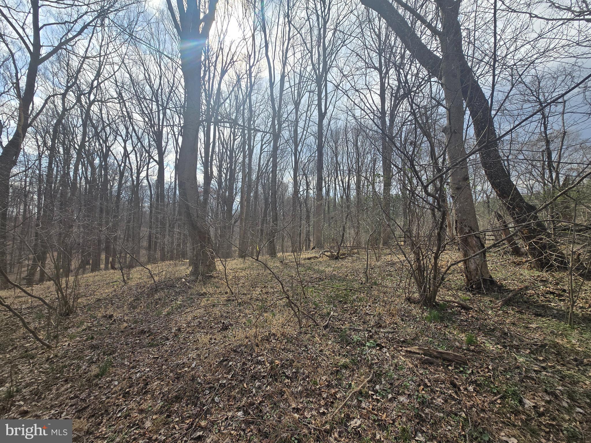 1156 Day Road Sykesville, MD 21784 - Photo 18 of 24 a view of outdoor space and tree