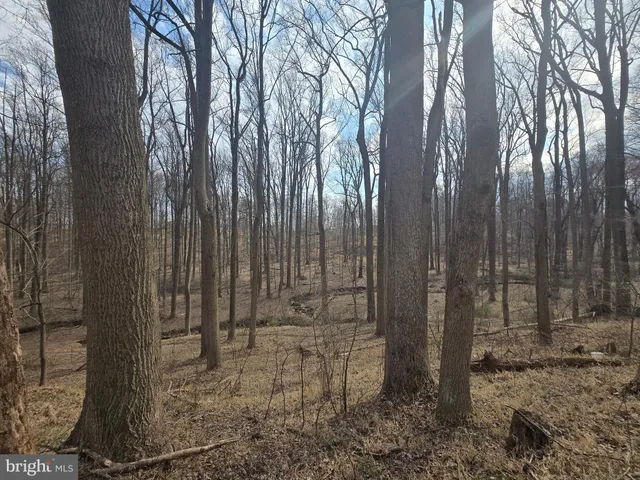 a view of a yard with large trees