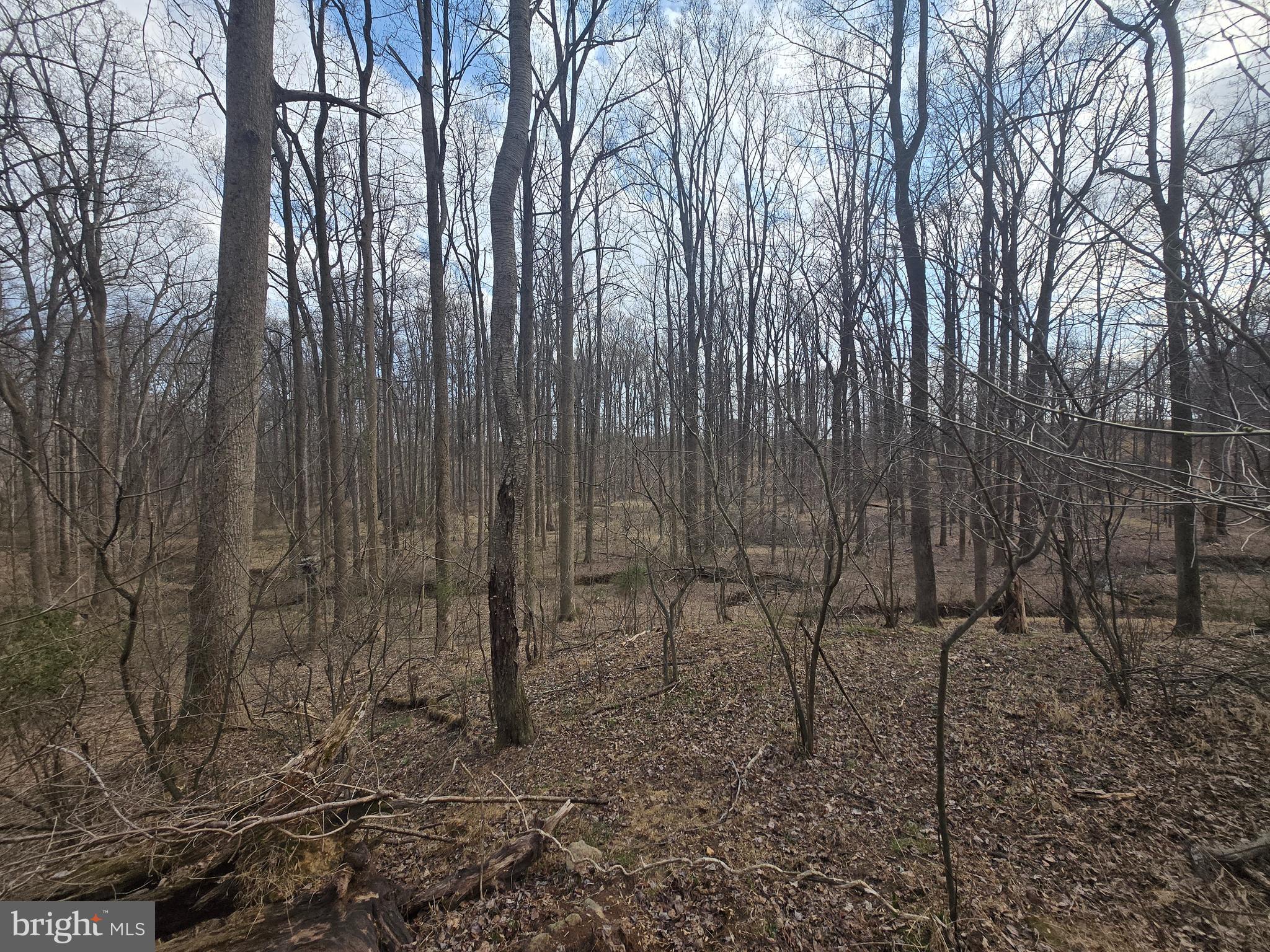 1156 Day Road Sykesville, MD 21784 - Photo 22 of 24 a view of a yard with large trees