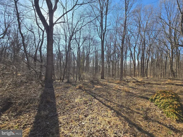 a view of a backyard with large trees