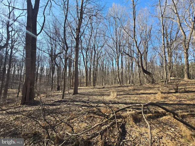 a view of a backyard with trees