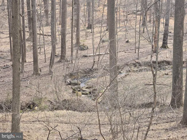 a view of a yard with trees