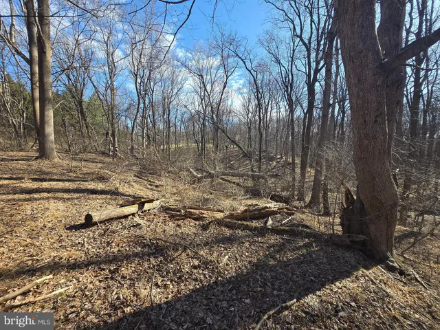 a view of a yard with large trees