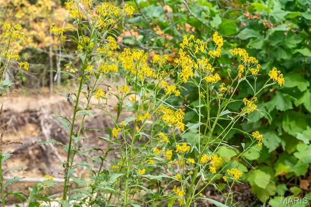 $835,000 | 0 County Road 20A, Belleview, MO 63623