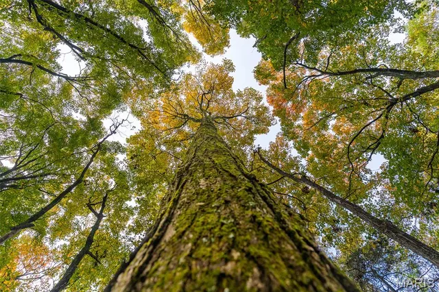 $835,000 | 0 County Road 20A, Belleview, MO 63623