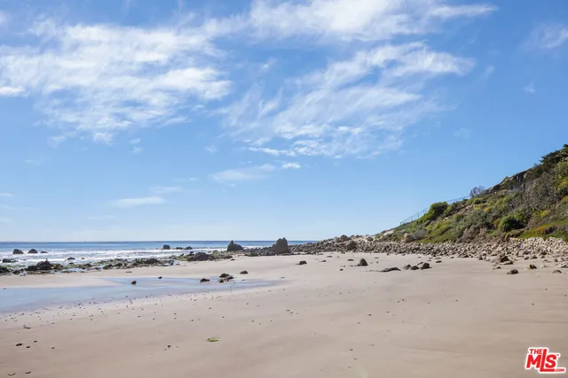 a view of a tree with a plant