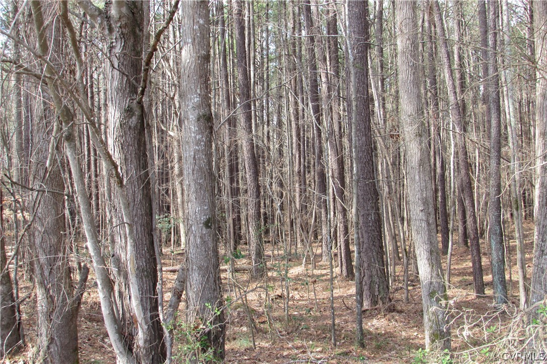 12619 Lew Jones Road Dewitt, VA 23840 - Photo 11 of 22 looking into the larger stand of pines