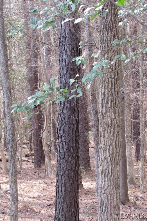 12619 Lew Jones Road Dewitt, VA 23840 - Photo 6 of 22 vry nice pines and hardwood