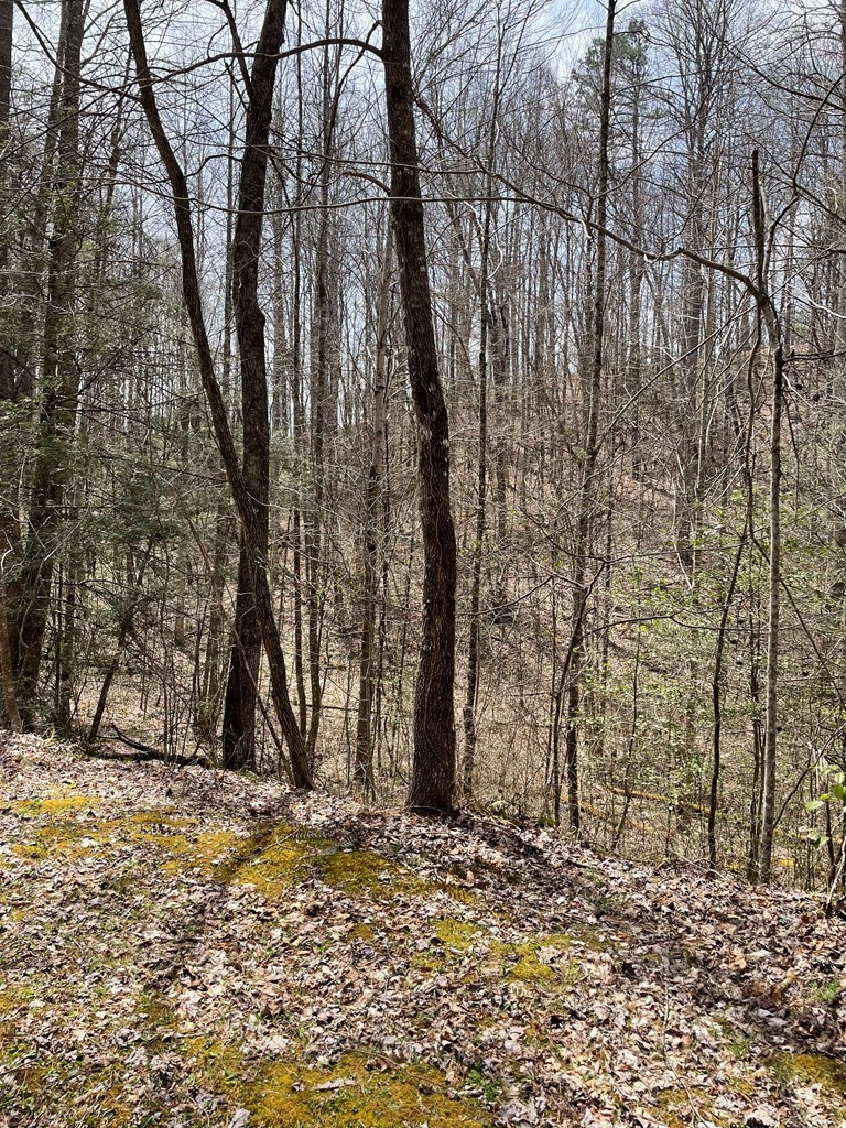 0 Hidden Lakes Road Topton, NC 28781 - Photo 14 of 14