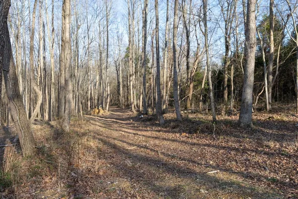 a view of a backyard with trees