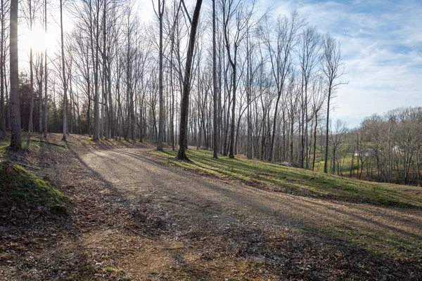 a view of a backyard with trees