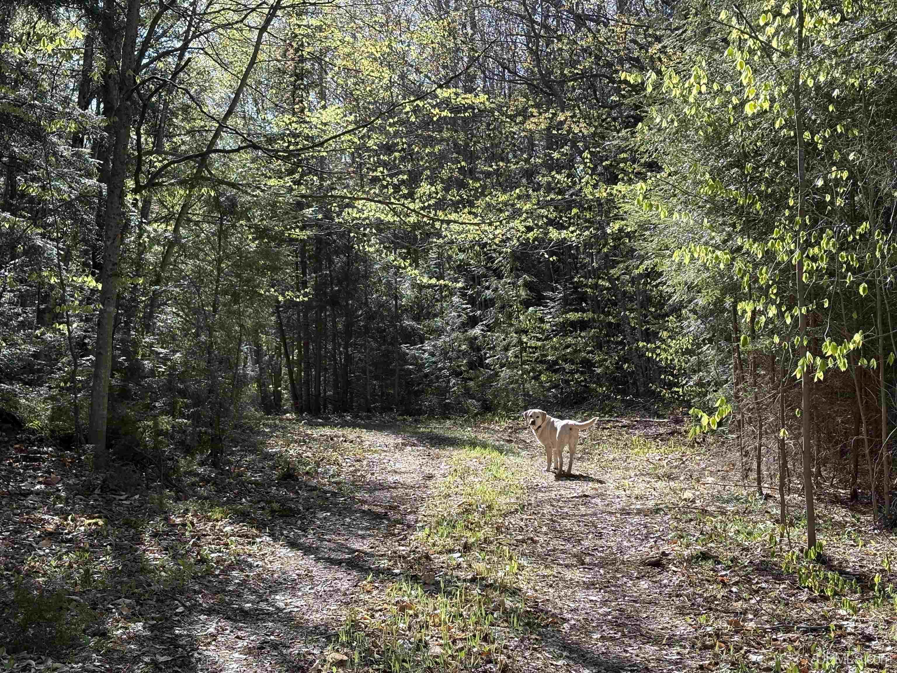 94-acres Peter White Road Deerton, MI 49822 - Photo 14 of 24