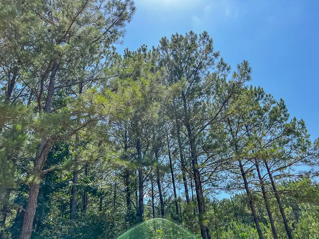 a view of a forest with a tree in the background