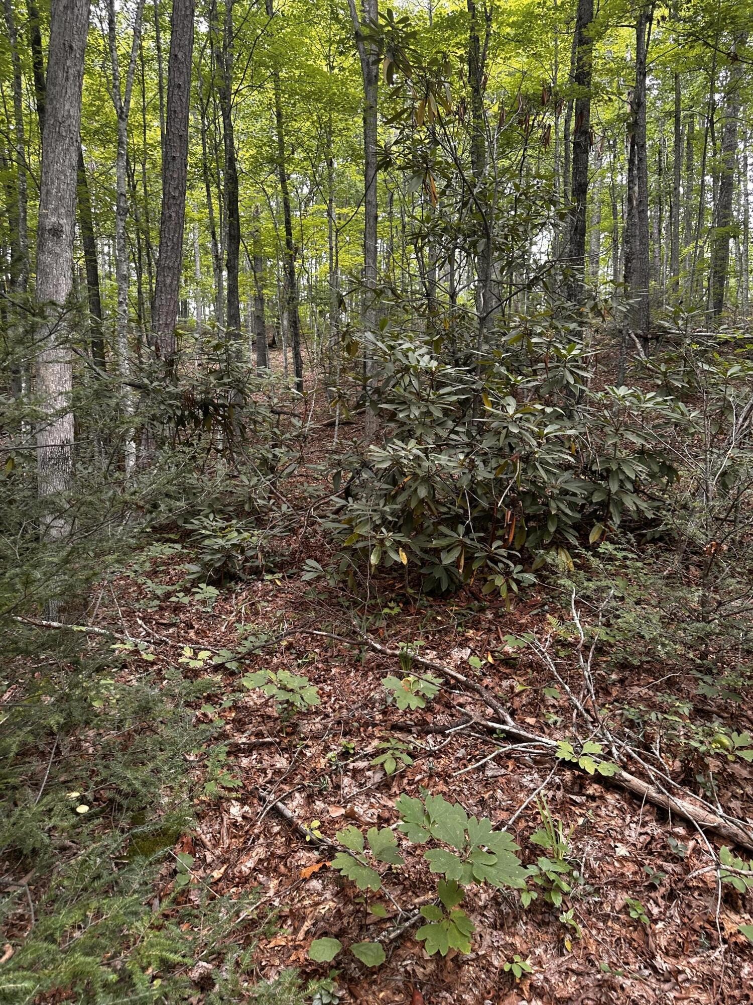 1158 Yellow Breeches Road Cosby, TN 37722 - Photo 31 of 44 Gallery Image 31