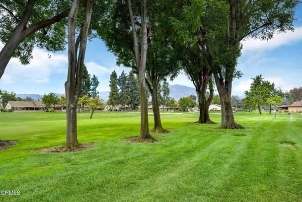 a view of a park with large trees