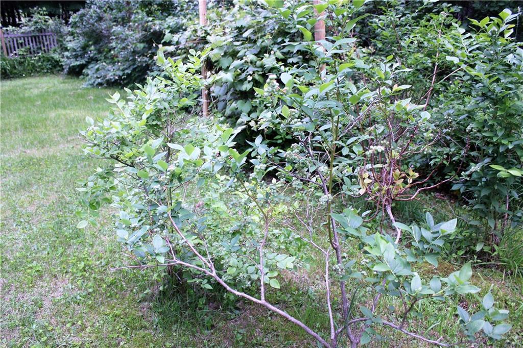 1080 Halldale Road Montville, ME 04941 - Photo 16 of 26 Blueberry bushes
