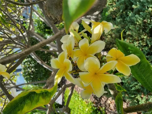 a view of a bunch of flowers in a garden