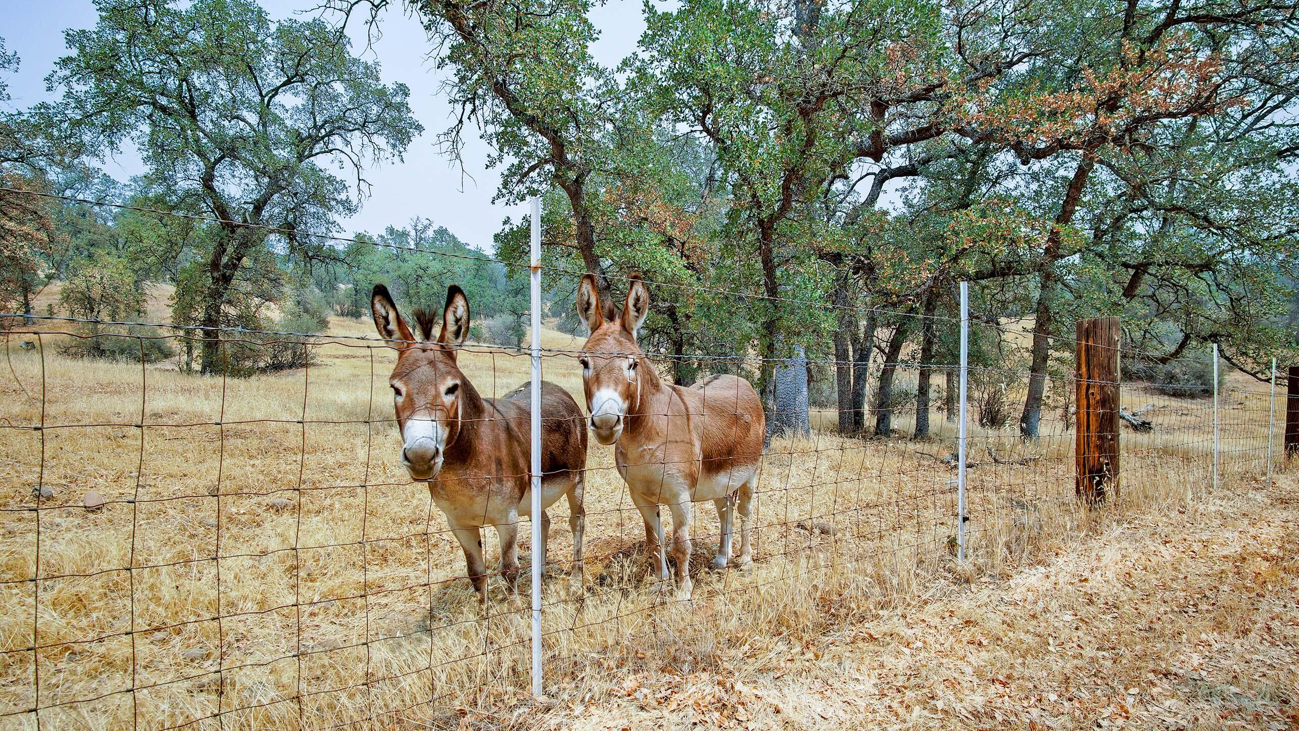 6899 Hyrax Road Anderson, CA 96007 - Photo 3 of 40 Buster & Micky