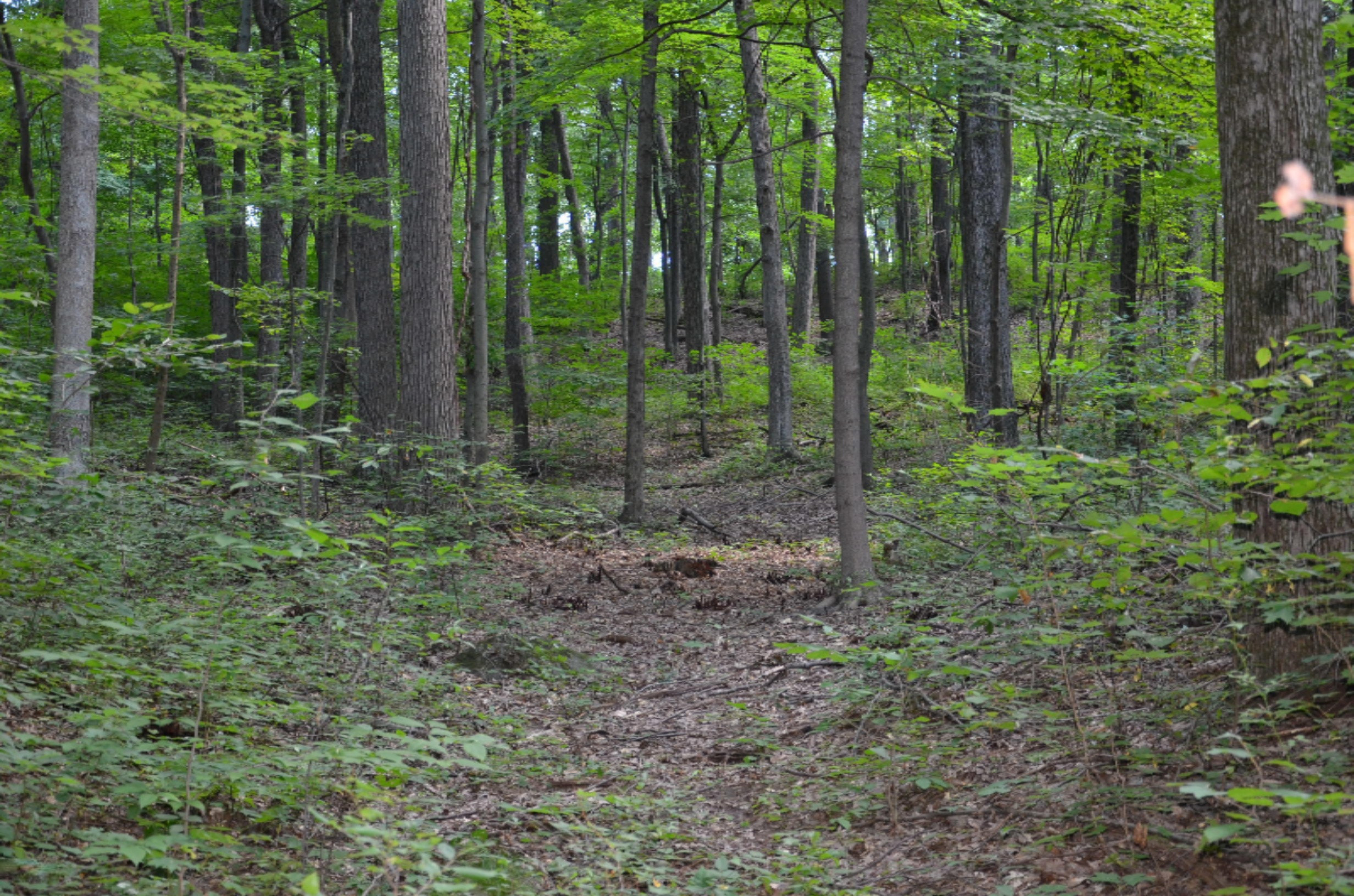 10990 Doster Road Plainwell, MI 49080 - Photo 3 of 14 DSC_2084