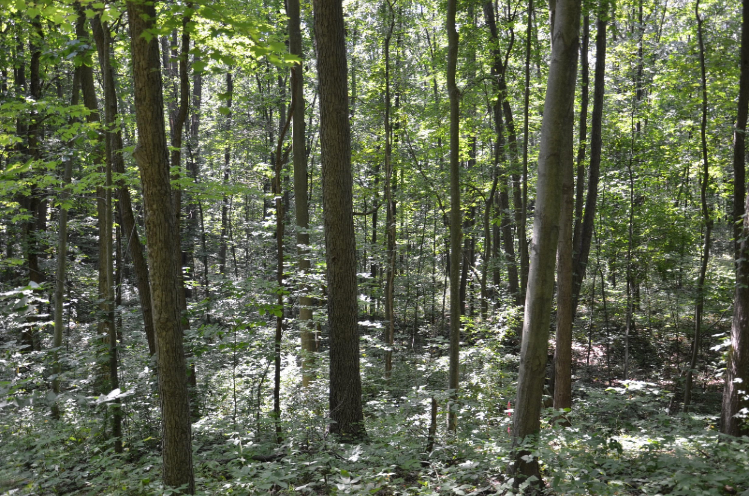 10990 Doster Road Plainwell, MI 49080 - Photo 6 of 14 DSC_2095
