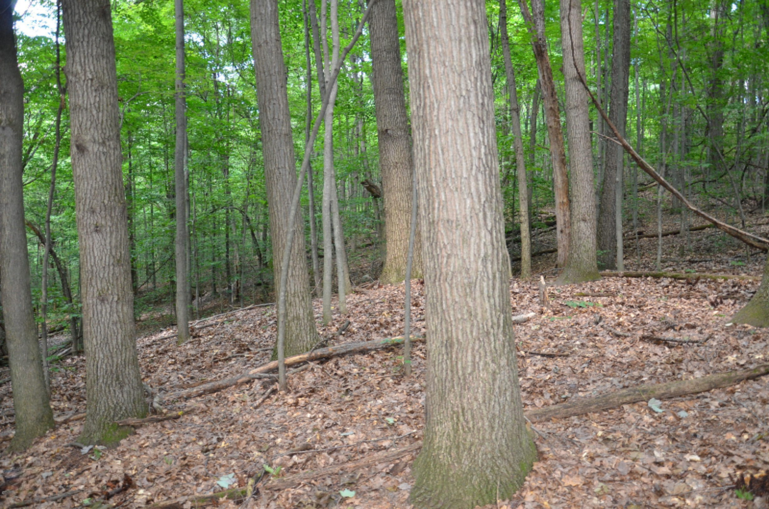 10990 Doster Road Plainwell, MI 49080 - Photo 8 of 14 DSC_2081