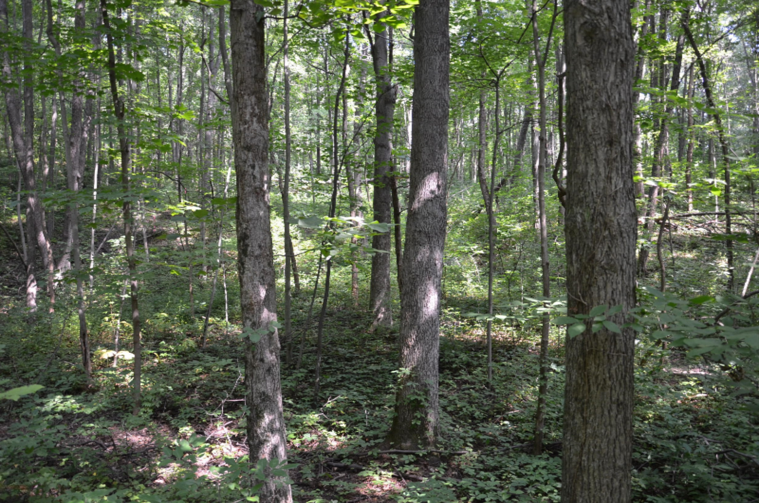 10990 Doster Road Plainwell, MI 49080 - Photo 9 of 14 DSC_2091