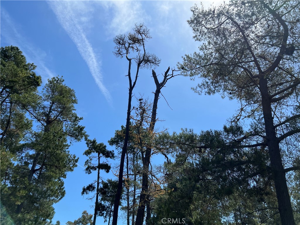 0 Kenneth Drive Cambria, CA 93428 - Photo 3 of 9 a view of a tree in a yard