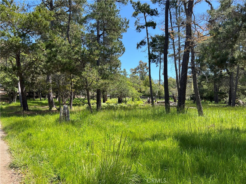 0 Kenneth Drive Cambria, CA 93428 - Photo 6 of 9 a view of a park with large trees