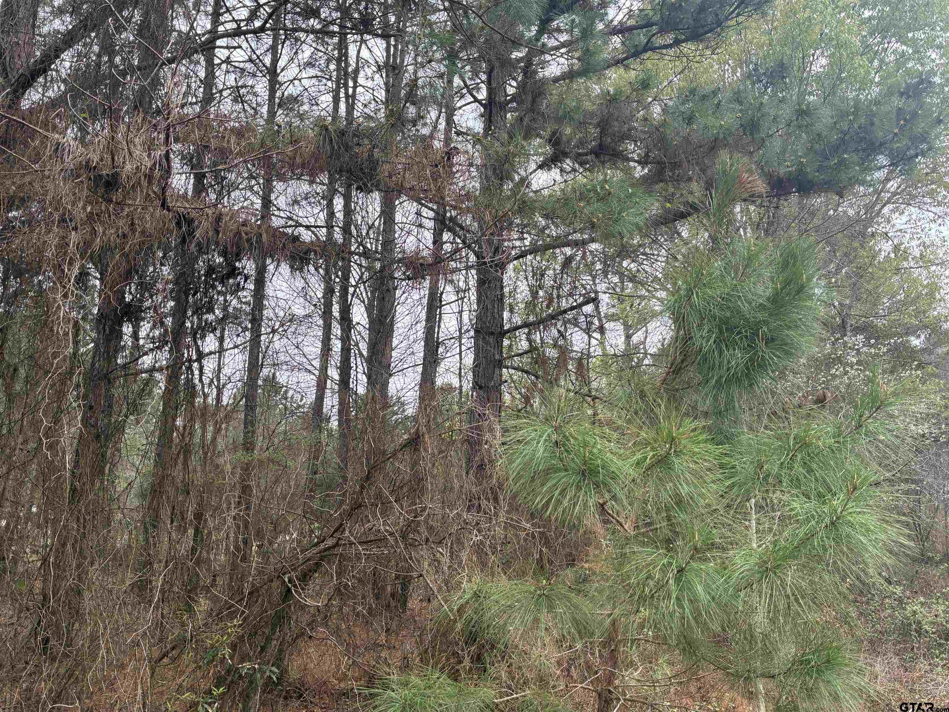 683 County Road 1209 Rusk, TX 75785 - Photo 3 of 10