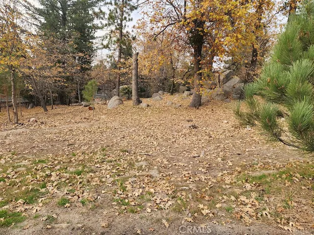 a view of a dry yard with trees