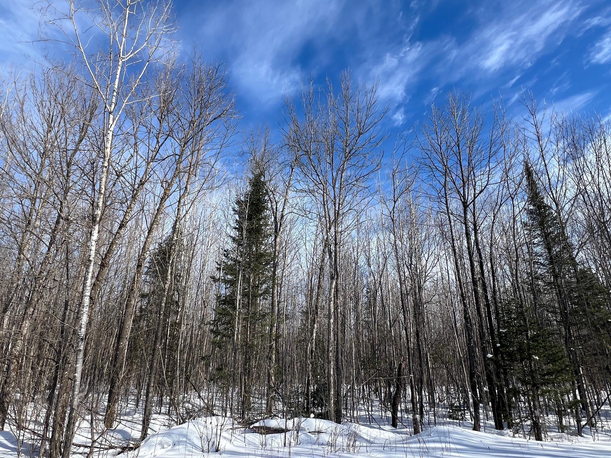 86469 Nature Road Butternut, WI 54514 - Photo 19 of 35