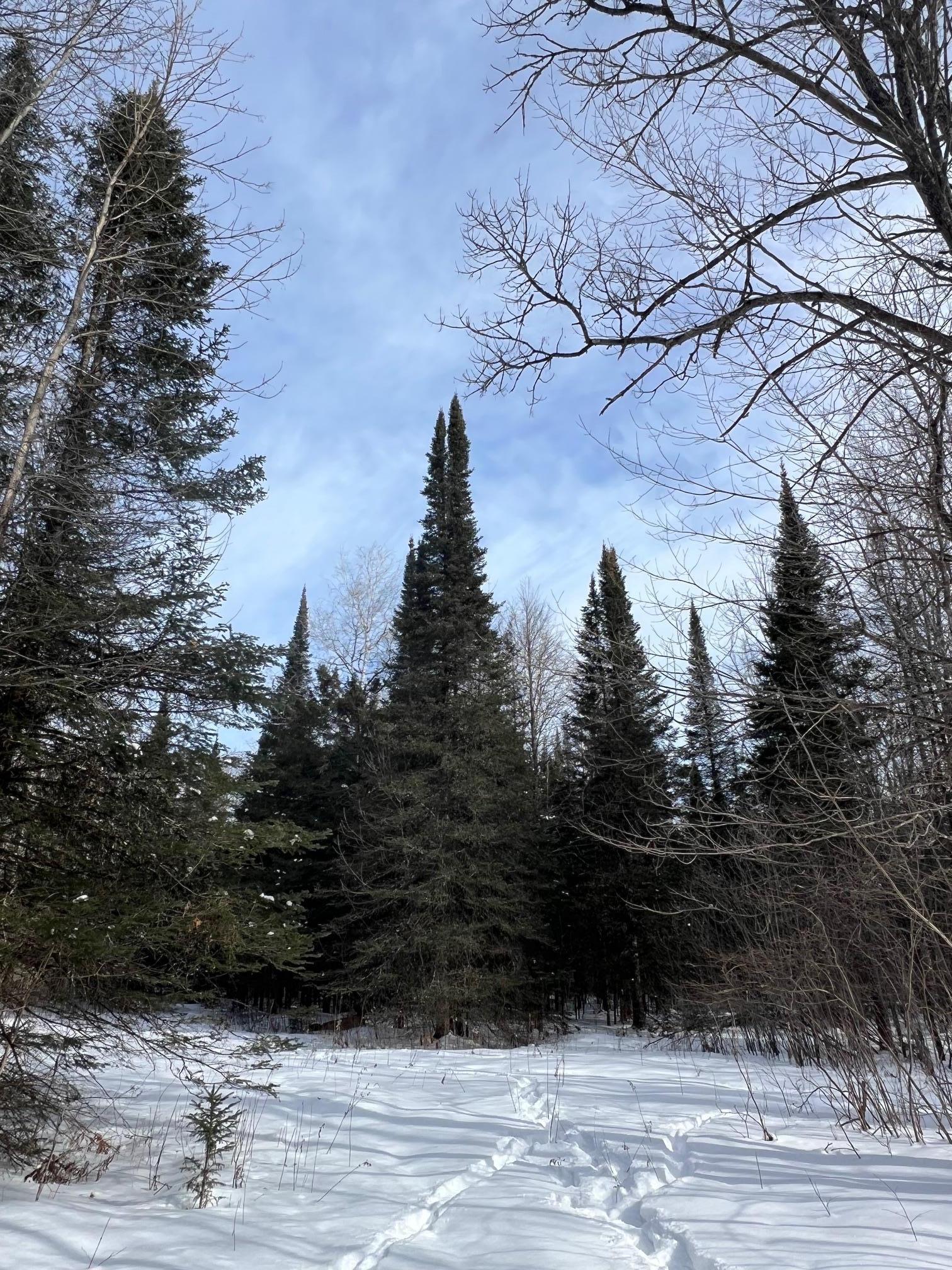 86469 Nature Road Butternut, WI 54514 - Photo 20 of 35