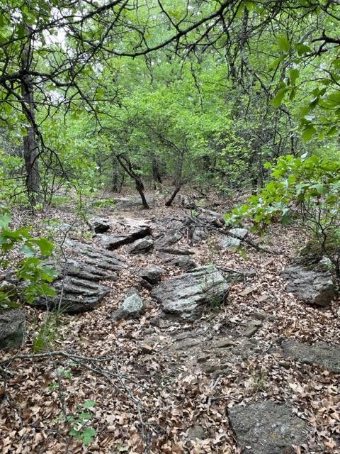 a view of a yard with a tree