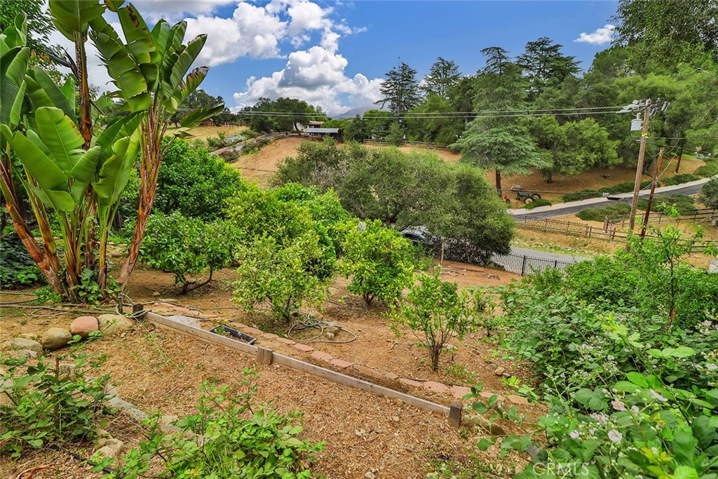240 Portal Street Oak View, CA 93022 - Photo 73 of 75 a view of a yard with plants and large trees