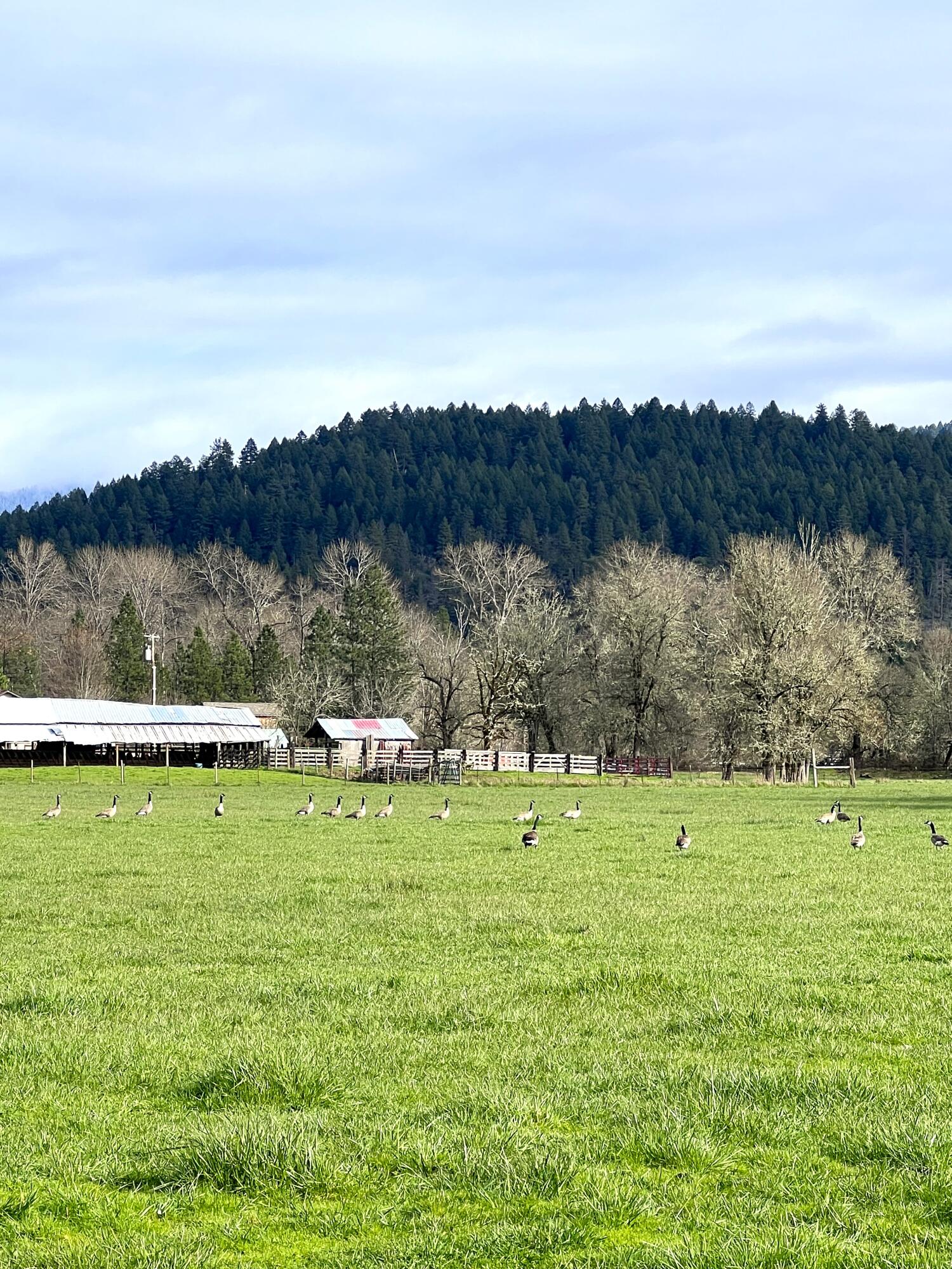 620 Dick George Road Cave Junction, OR 97523 - Photo 98 of 123 119