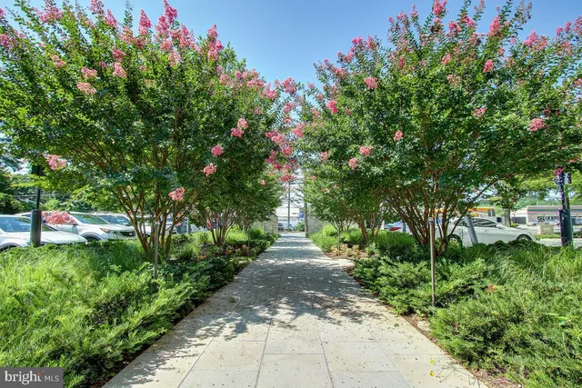 a view of a pathway covered with flower plants