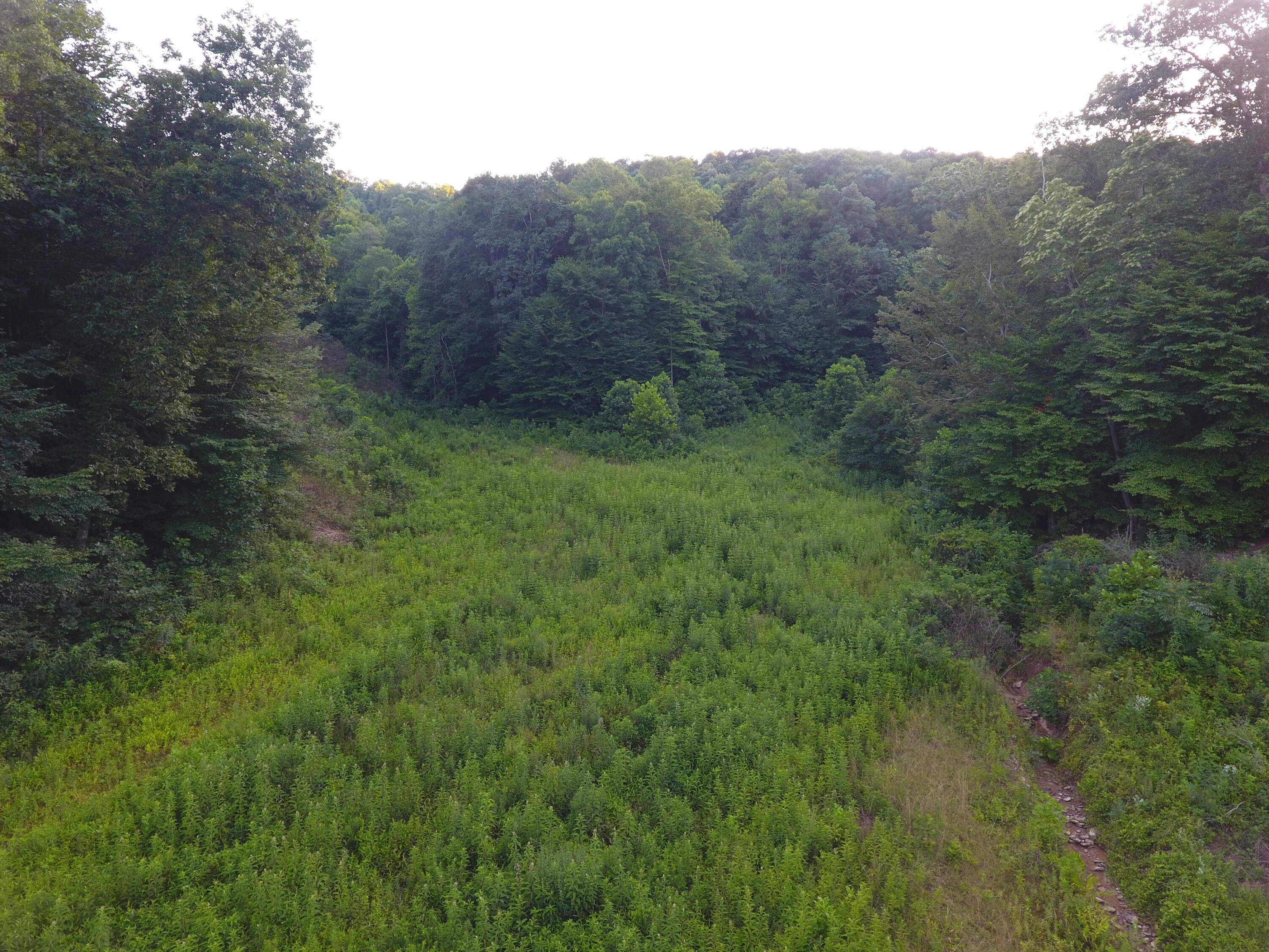 0 Spring Road Wallingford, KY 41093 - Photo 29 of 48 DJI_0431_268
