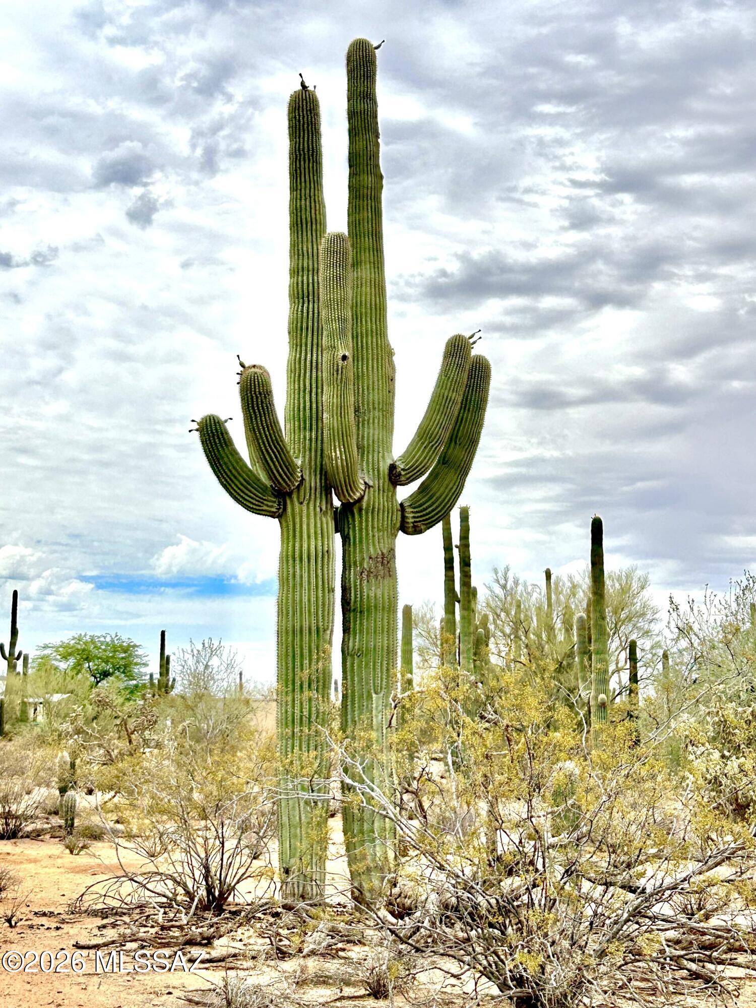7330 North Sandario Road, Unit 3 Tucson, AZ 85743 - Photo 4 of 14 Sandario Sagauro
