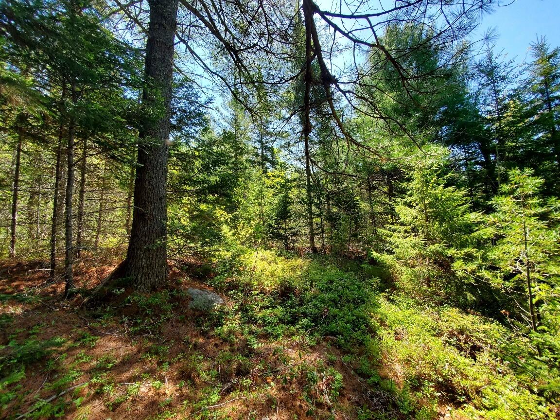 3-2 Black Cow Meadow Road Northfield, ME 04654 - Photo 11 of 26 terrain is sloping