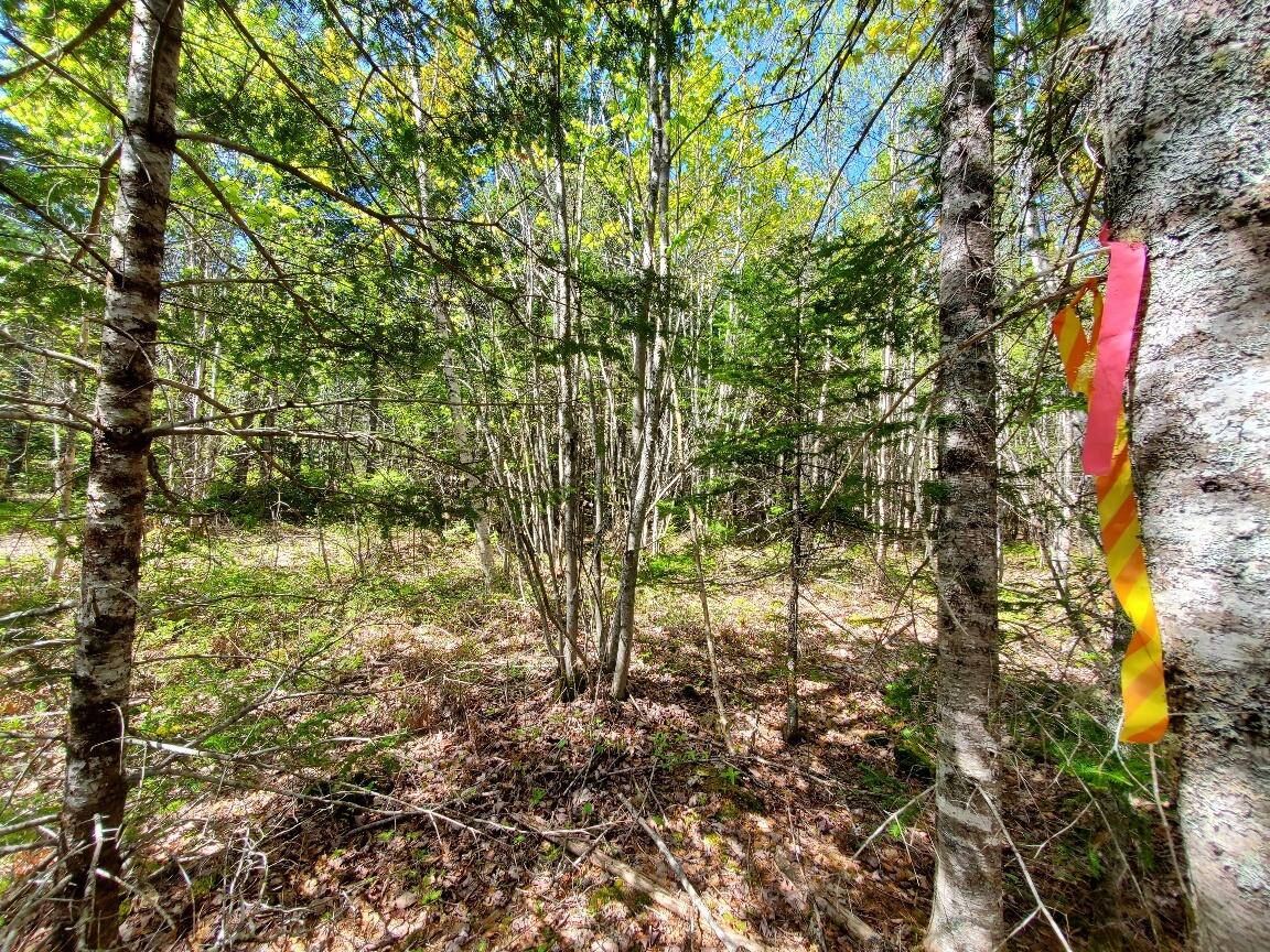 3-2 Black Cow Meadow Road Northfield, ME 04654 - Photo 5 of 26 start of one line from the road