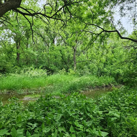 a view of a lush green forest with lots of trees
