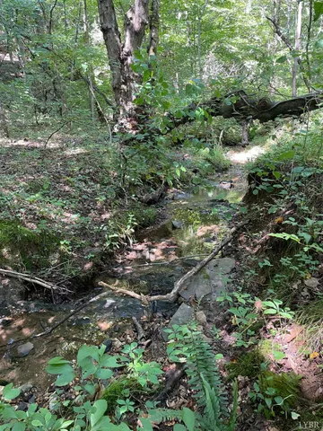 a view of a lush green forest with lots of trees